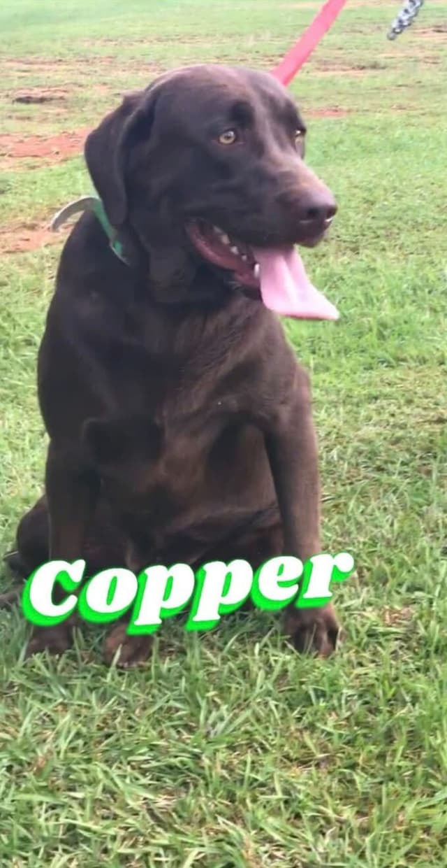 Labrador Retriever Puppies media 4