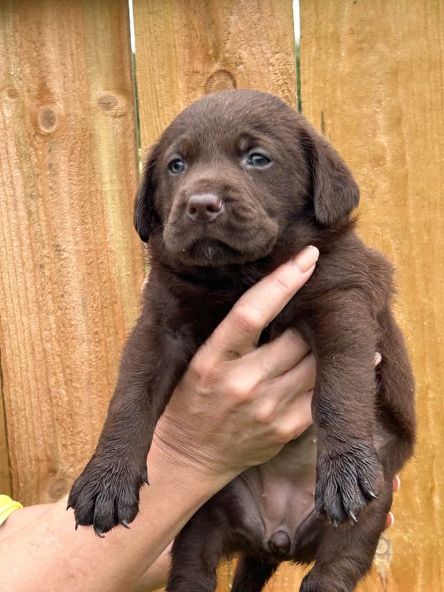 Chocolate Labrador Retriever Puppies media 3