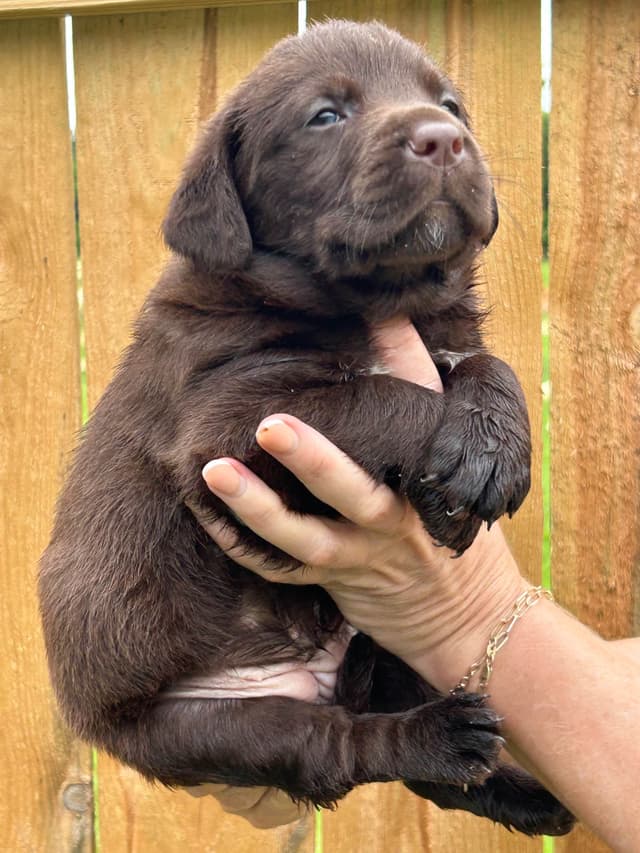 Chocolate Labrador Retriever Puppies media 9