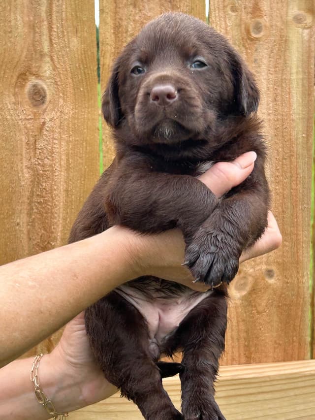 Chocolate Labrador Retriever Puppies media 6