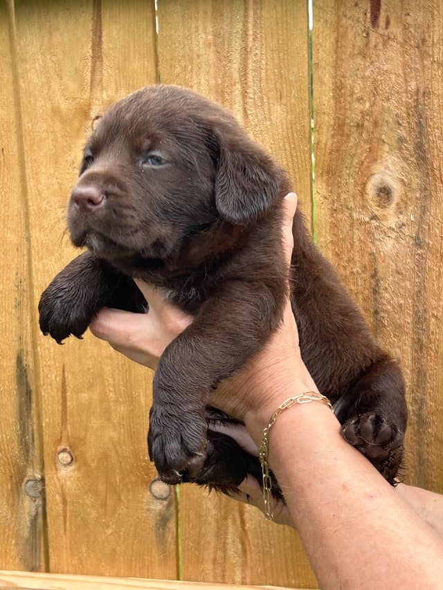 Chocolate Labrador Retriever Puppies media 5