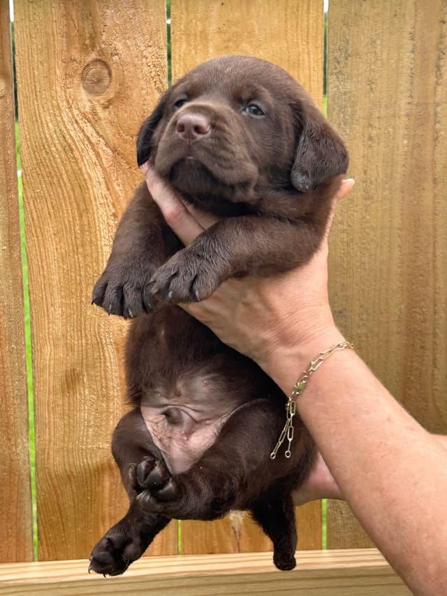 Chocolate Labrador Retriever Puppies media 12