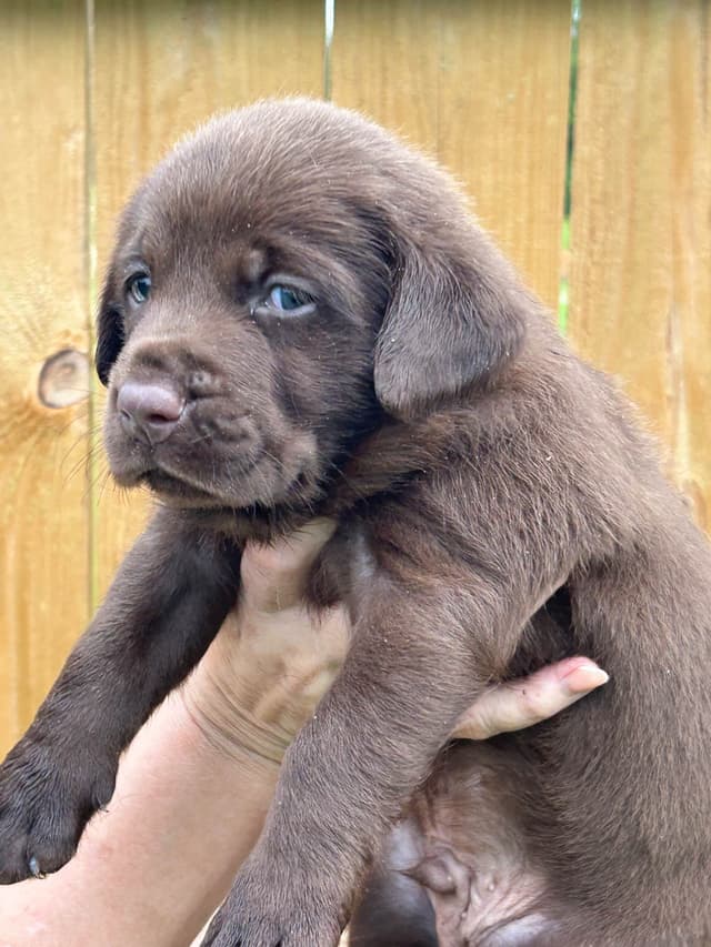Chocolate Labrador Retriever Puppies media 8