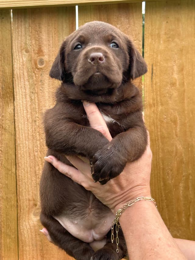 Chocolate Labrador Retriever Puppies media 11