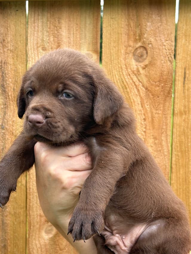 Chocolate Labrador Retriever Puppies media 10