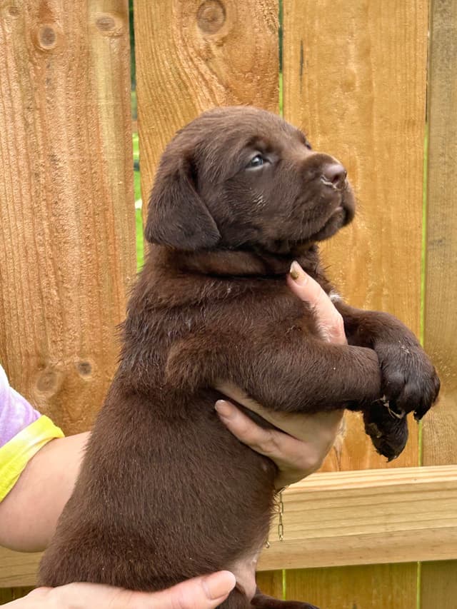 Chocolate Labrador Retriever Puppies media 7