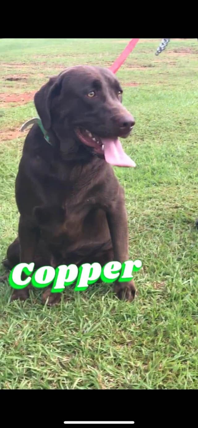 Chocolate Labrador Retriever Puppies media 13