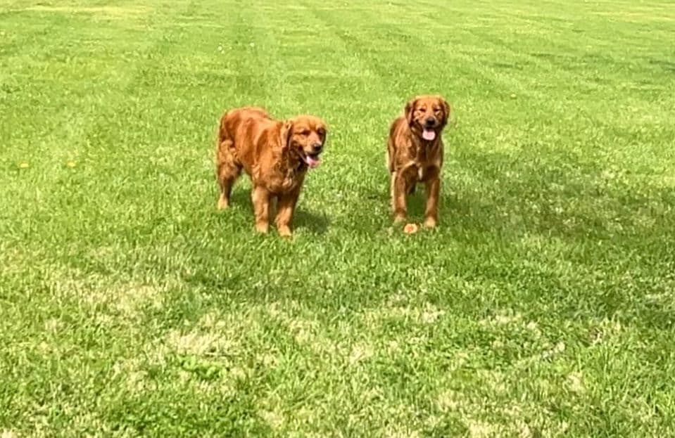 Golden Retriever Puppies breeder image 1