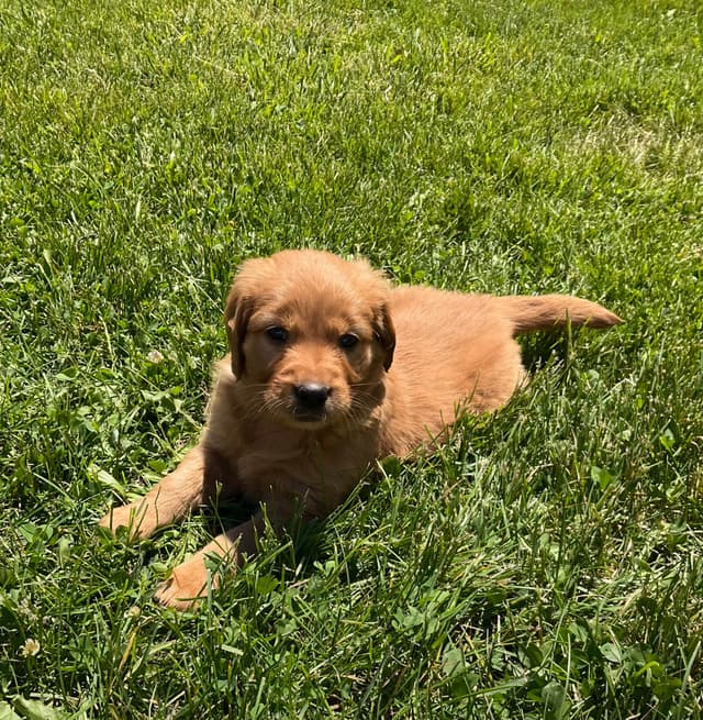 Golden Retriever Puppies media 2