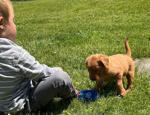 Golden Retriever Puppies media 4