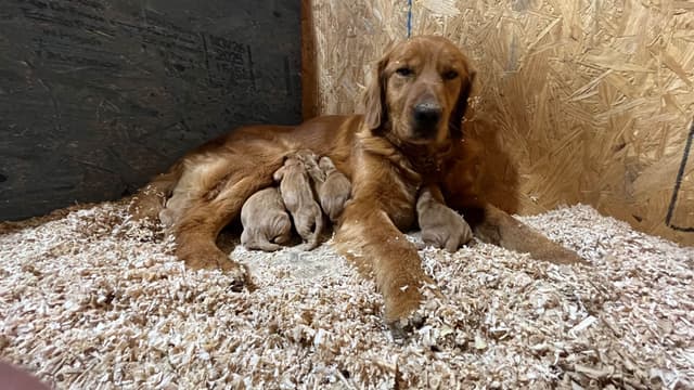 Golden Retriever Puppies media 6