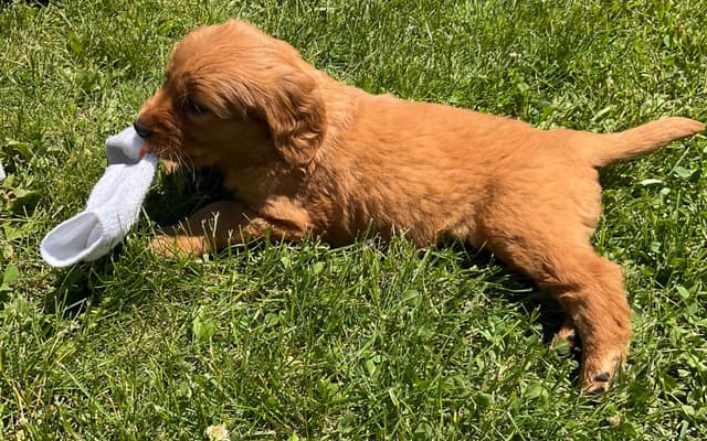 Golden Retriever Puppies media 9