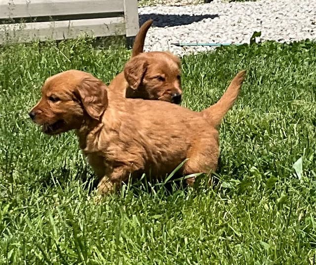 Golden Retriever Puppies media 10