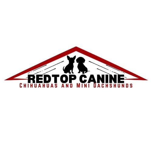 Dachshund Puppies breeder image 1