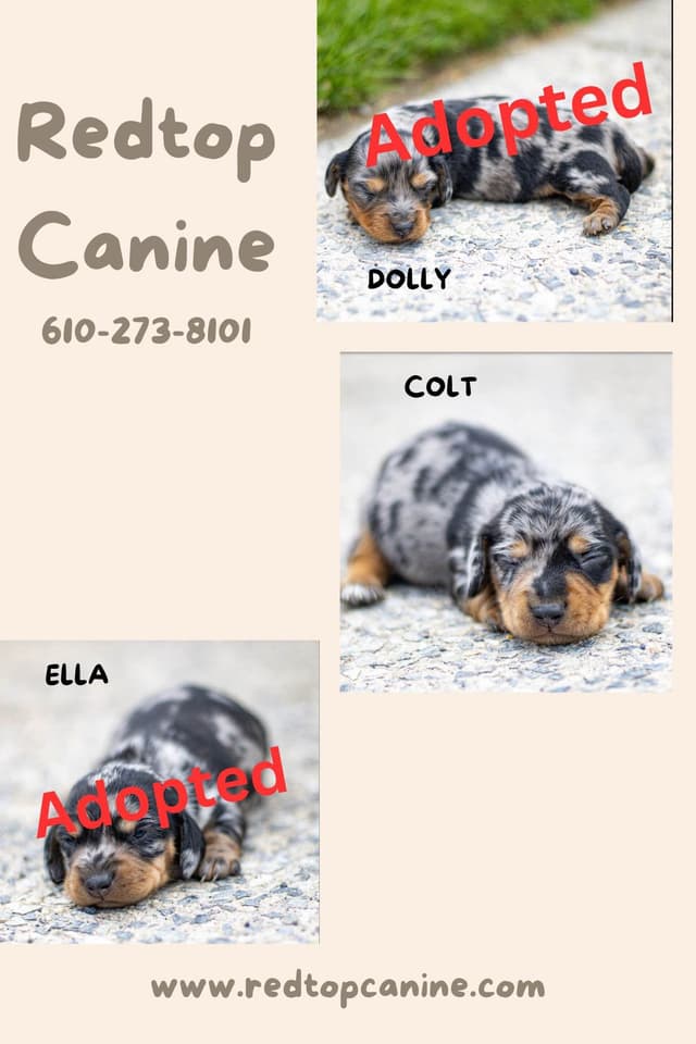 Dachshund Puppies media 2
