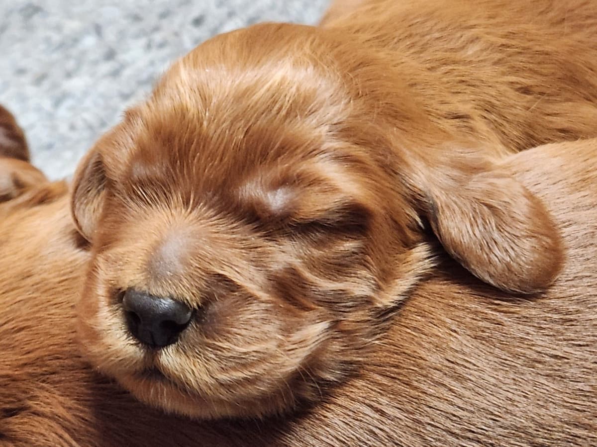 Irish Setter Puppy breeder image 4