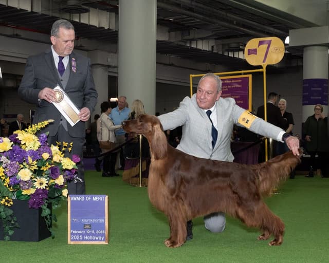 Irish Setter Puppy media 2