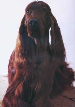Irish Setter Puppy media 3