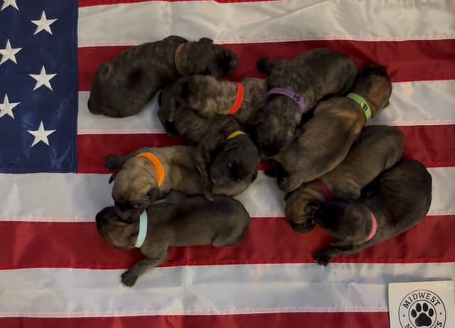 Mastiff Puppies media 2