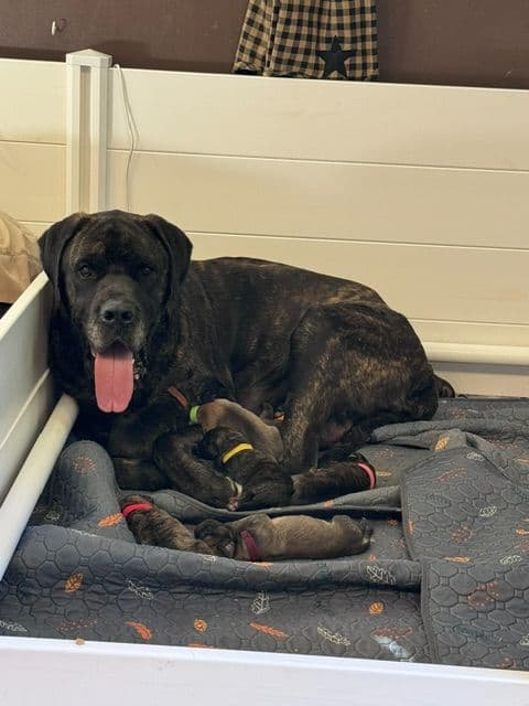 Mastiff Puppies media 3