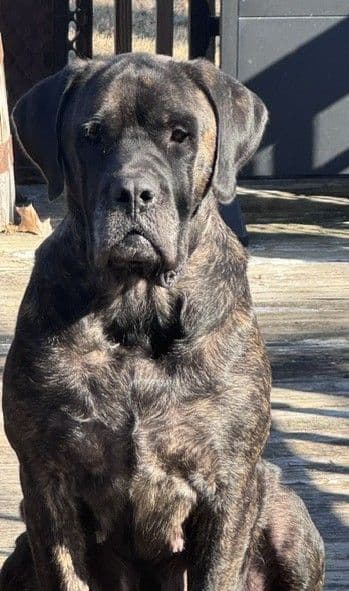 Mastiff Puppies media 4