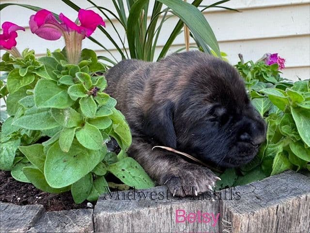 Mastiff Puppies media 6