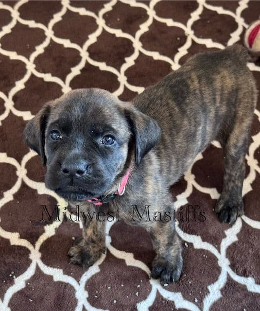 Mastiff Puppies media 7