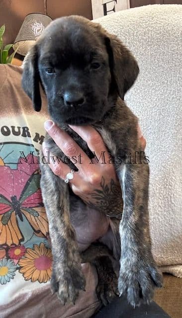Mastiff Puppies media 8