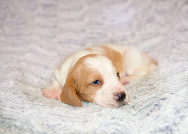 Basset Hound Puppies media 2