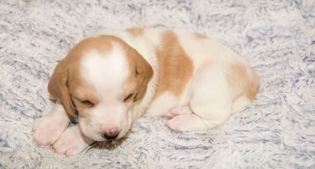 Basset Hound Puppies media 3