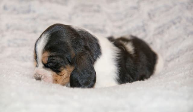 Basset Hound Puppies media 5