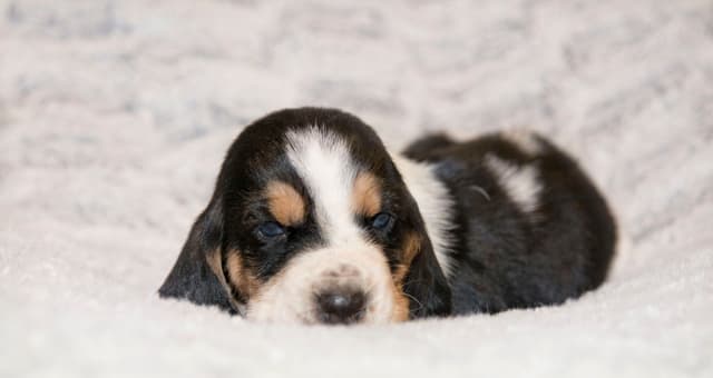 Basset Hound Puppies media 6