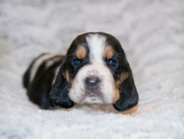 Basset Hound Puppies media 7