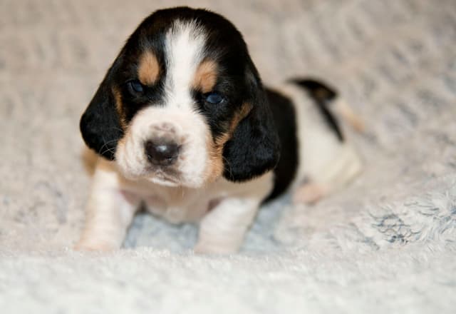 Basset Hound Puppies media 9