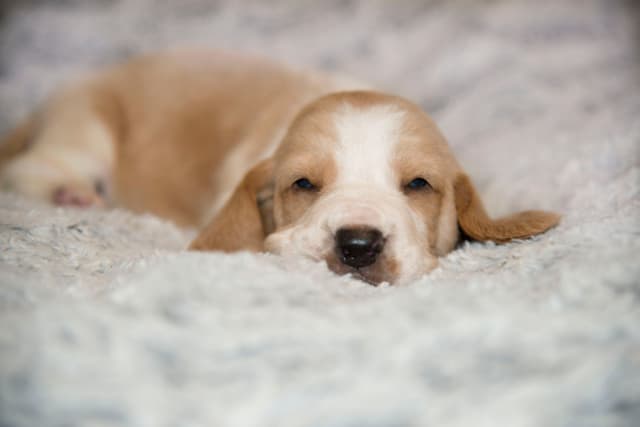 Basset Hound Puppies media 10