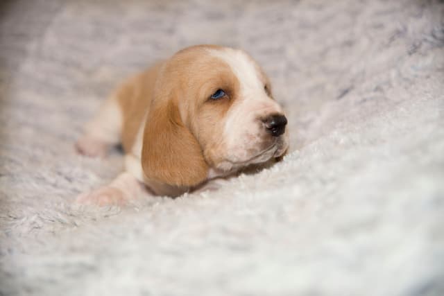 Basset Hound Puppies media 11