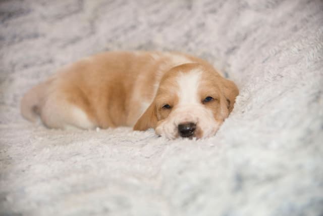 Basset Hound Puppies media 12