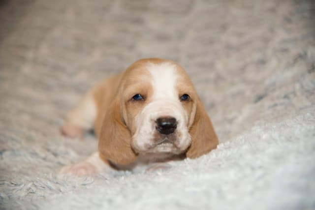 Basset Hound Puppies media 13