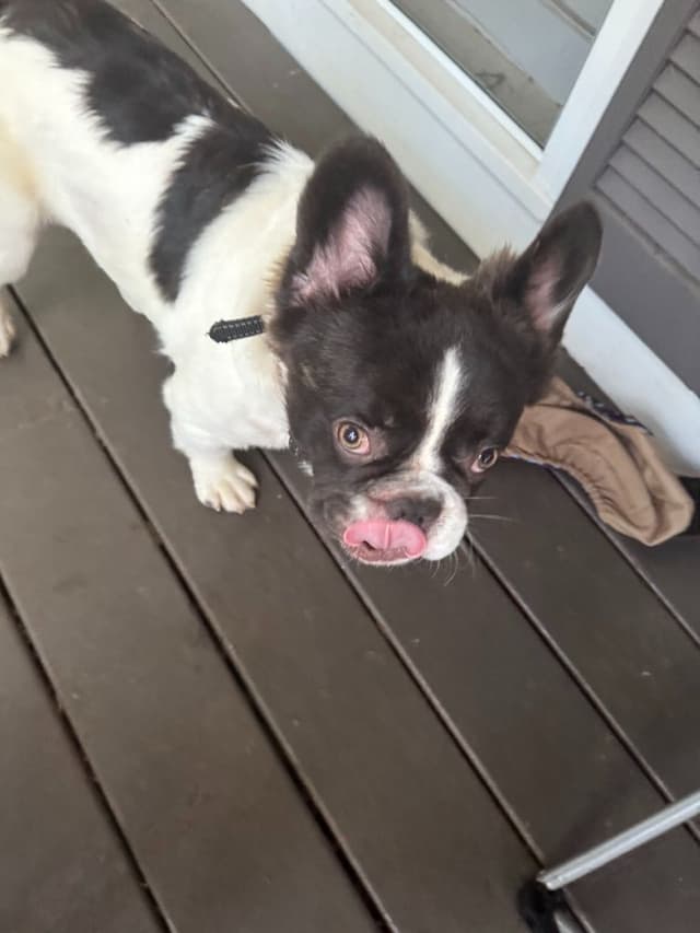 French Bulldog Puppies long hair [aka] fluffy media 2