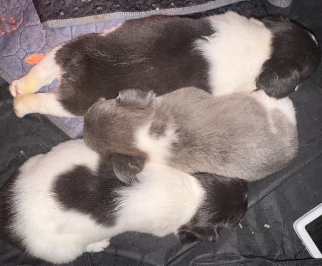 French Bulldog Puppies long hair [aka] fluffy media 3