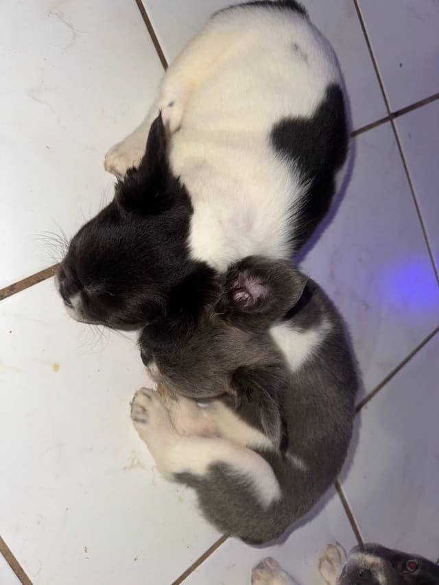 French Bulldog Puppies long hair [aka] fluffy media 4