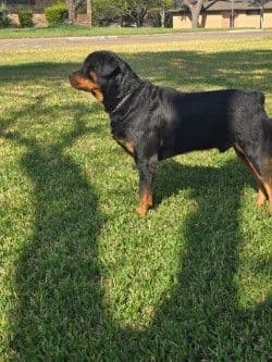 Rottweiler Puppies media 2