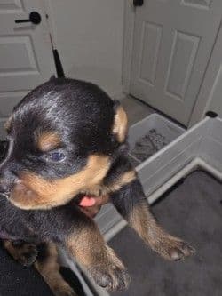 Rottweiler Puppies media 3