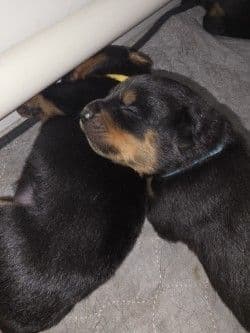 Rottweiler Puppies media 4