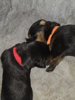Rottweiler Puppies media 5