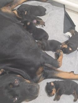 Rottweiler Puppies media 7