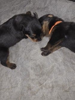 Rottweiler Puppies media 8