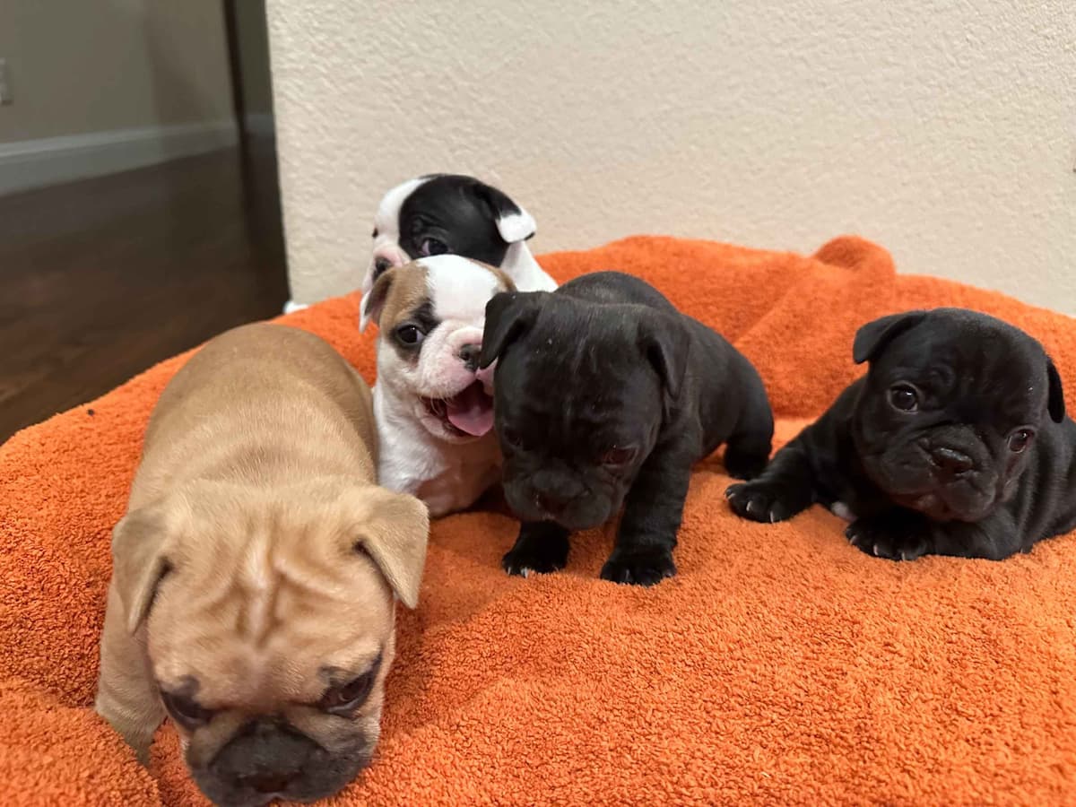 Wolfe Ridge Frenchies - Located in Rockwall - Pups Ready on 6/28/26 breeder image 2