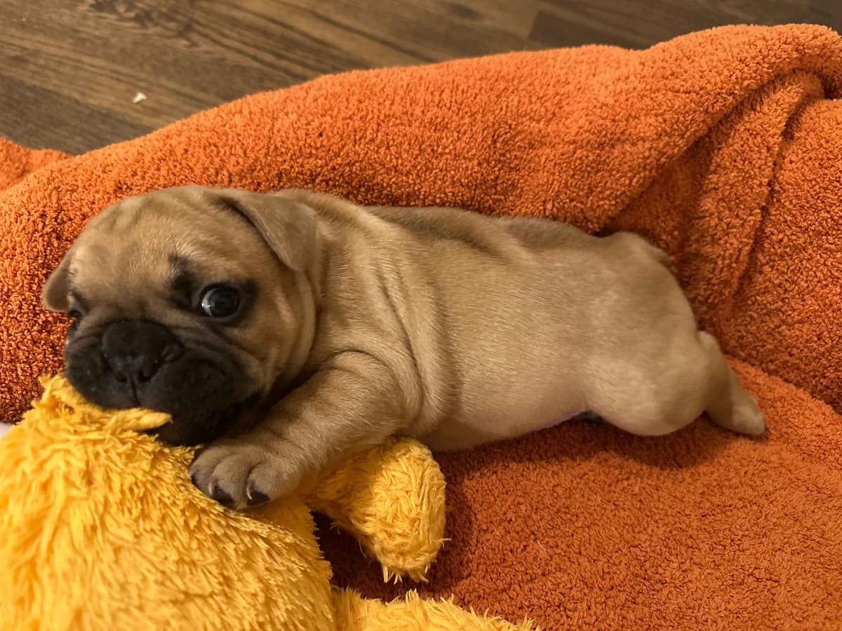 Wolfe Ridge Frenchies - Located in Rockwall - Pups Ready on 6/28/26 breeder image 1