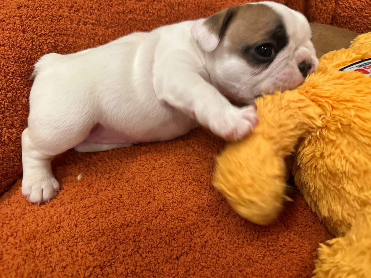 Wolfe Ridge Frenchies - Located in Rockwall - Pups Ready on 6/28/26 breeder image 4